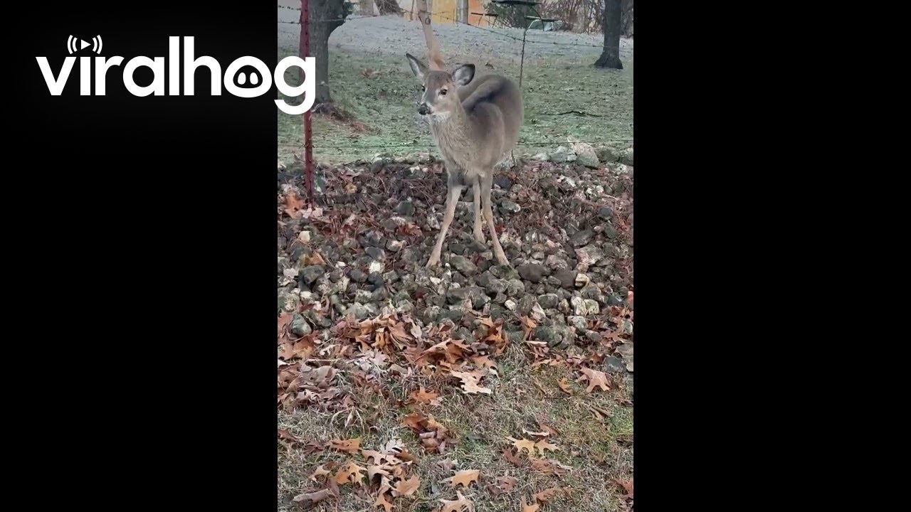 Man Rescues Deer Stuck in Barbed Wire Fence ViralHog YouTube