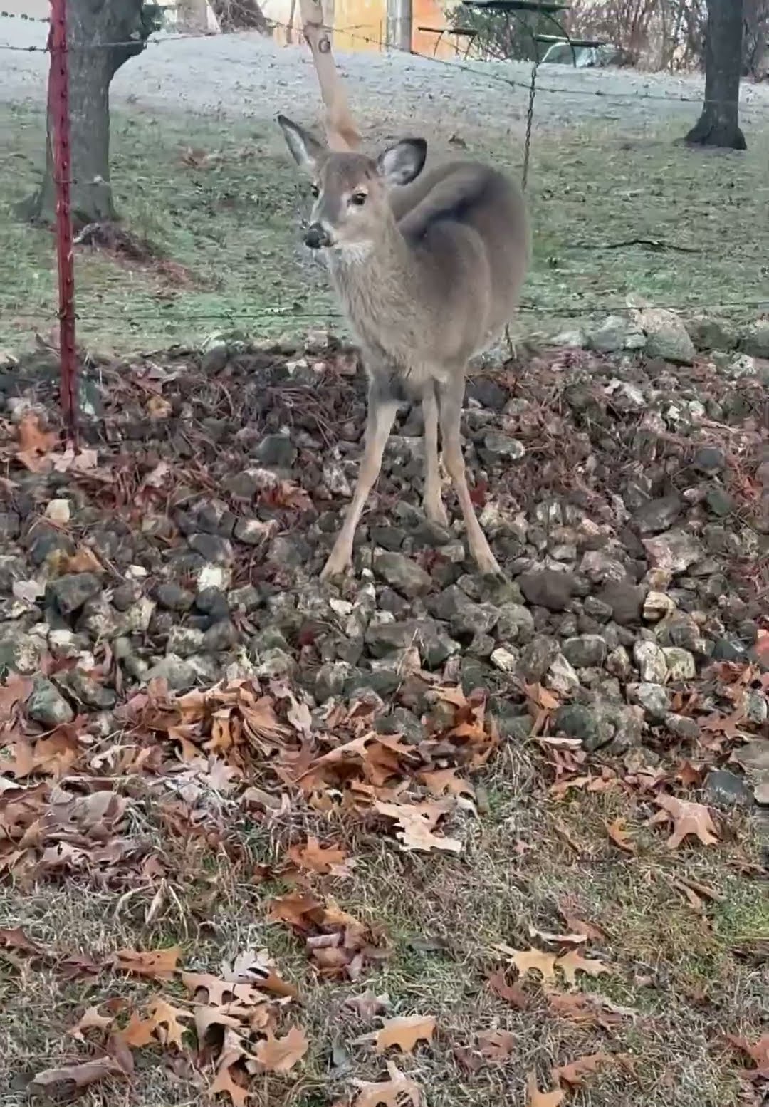 Man Rescues Deer Stuck in Barbed Wire Fence || ViralHog