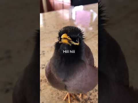 Adorable bird talking just like a human.
