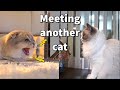 Scottish Fold kitten meets a 5 yrs old Ragdoll cat first time | cute kitten hissing another cat