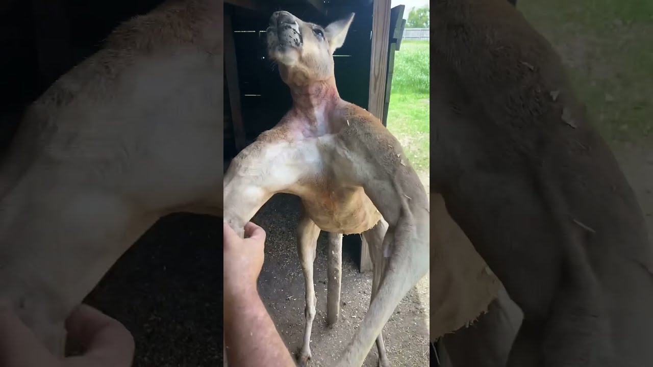 Everything S Bigger In Texas Including Kangaroos 