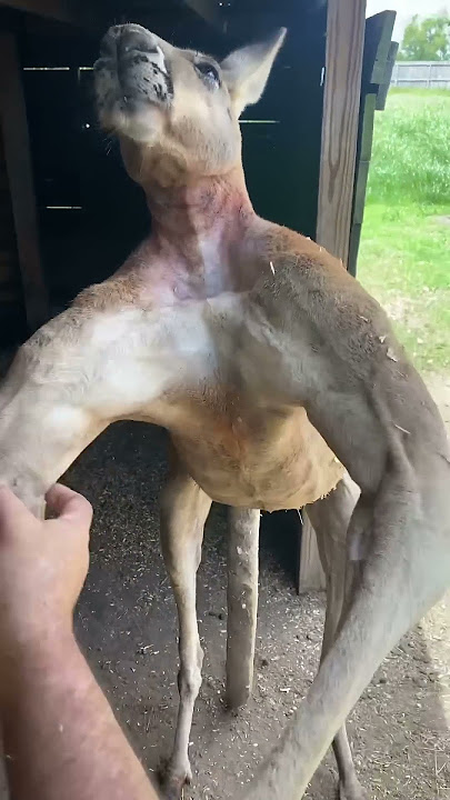 Everything’s bigger in Texas... including Kangaroos 😂