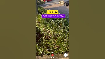 Mẹo quay chụp hoa ngược sáng đẹp như tranh | Phú Films #Phufilms #hocquayphim #huongdan #quayvideo