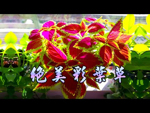 絕美彩葉草 Colorful Coleus