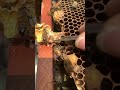 Queen Bee Management 🐝 | Strong Hive &amp; Healthy Colony #Shorts