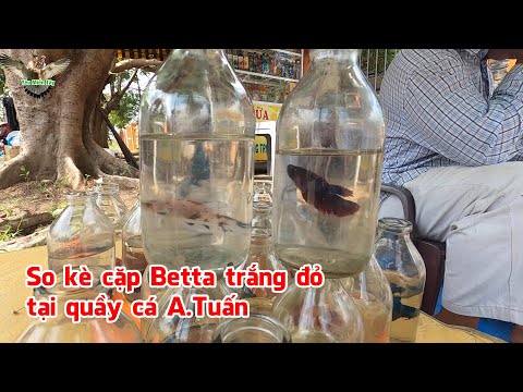 Video Cặp betta 1 trắng 1 đỏ cùng hội ngộ, tại quầy cá dạo... - youtube