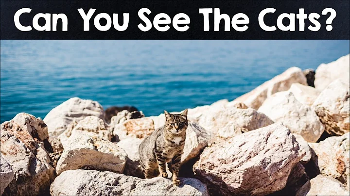 Nobody Can See All The Hidden Animals । Optical Illusions । Brain Teasers [#3]