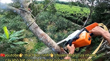 🇻🇳 những kỹ thuật xã tàn trên cao.và những cây xà cừ cao vút. liên hệ 0911003106
