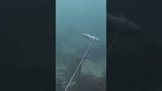 shooting yellow tail in falsebay #capetown #falsebay #spearfishing #southafrica #yellowtail