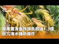 屏東農漁畜牧損失