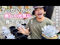 【多肉職人】エケベリアの女王ってまさにこの事