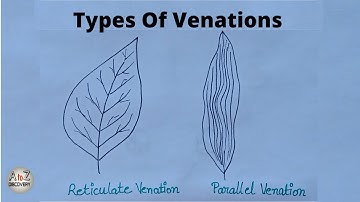 How To Draw Types Of Venation Of Leaf Reticulate & Parallel | Venation