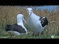 Royal Albatross ~ LGL Returns Home! Wants Her Egg Time But Has To Wait For LGK To Get Up ♥ 1.12.24