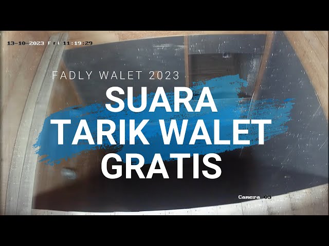 Suara Tarik Walet Gratis Full Jernih Durasi Panjang class=