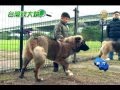 【高加索犬_竉物動物】犬中之王  忠心護主的「高加索犬」