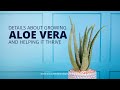 Find out how to grow Aloe vera "Medicinal Aloe"