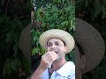 Pitomba