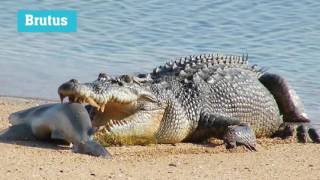 Самый большой в мире крокодил. The biggest crocodile in the world