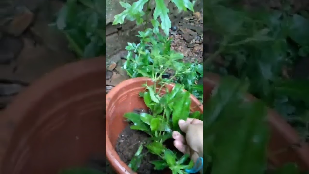 como planta  chic&oacute;ria