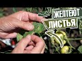 Проблема желтых листьев на томатах: причины, последствия и способы устранения 🍅