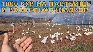 1000 пастбищных кур и Россельхознадзор - требования и штрафы