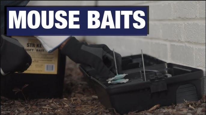 What's The Best Bait For Mouse Traps? - Pinnacle Pest Control