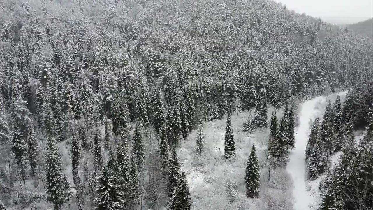 Тайга Красноярск зимой