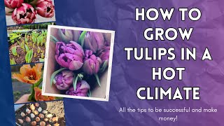 How to Grow Tulips in a Hot Climate - All the tips to be successful and make money!