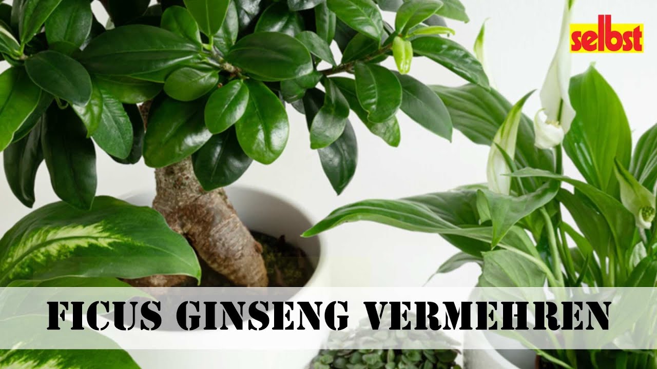 Ficus Ginseng vermehren So einfach geht's! YouTube