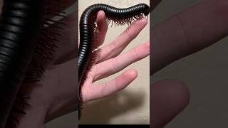 How Do Millipedes With All Those Legs? The Tiny Poop Mystery