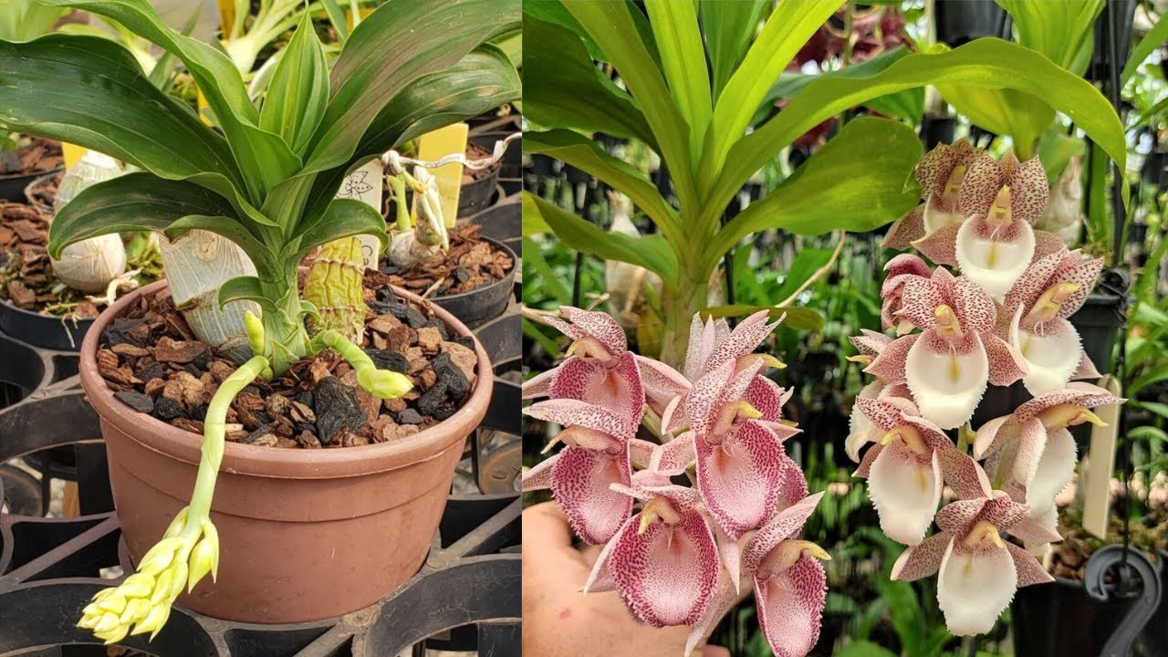 APRENDA A CUIDAR DE ORQUÍDEAS CATASETUM