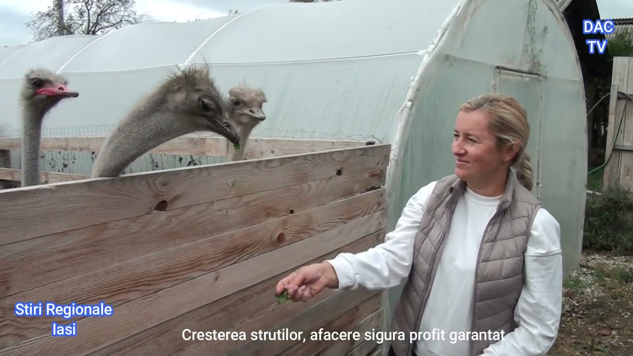 Cresterea strutilor, afacere sigura profit garantat