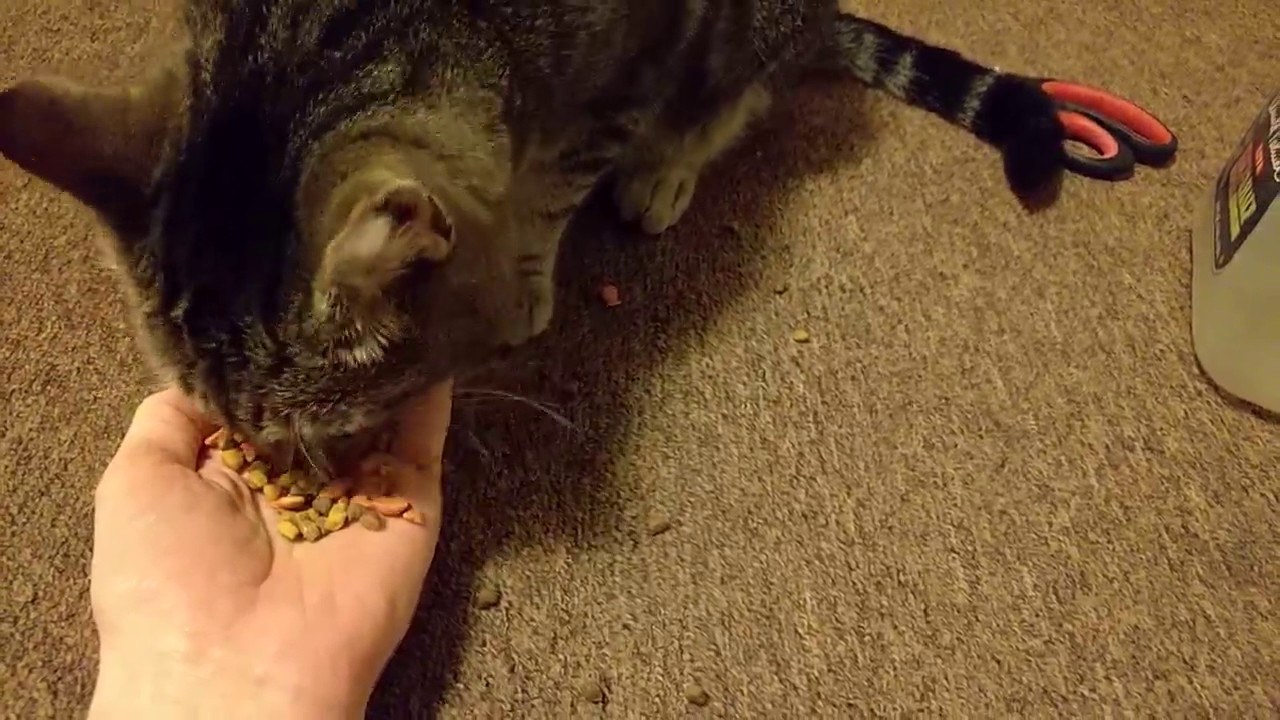 Stray Kitty Sloppily Eating Out of My Hand YouTube