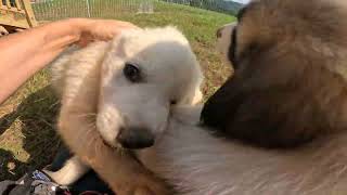 Anatolian Pyrenees puppy compilation