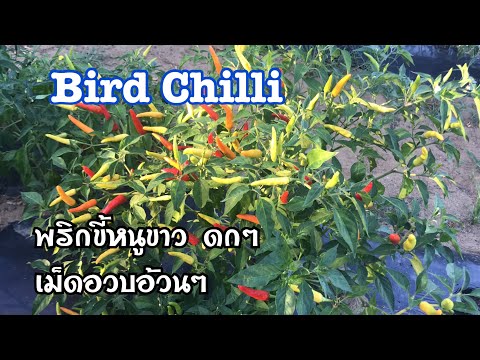 พริกขี้หนูขาว Bird Chilli | ดูพริกขี้หนูขาว เม็ดอวบอ้วน พริกส้มตำ 260820