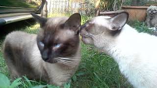 Trash Talking Cats Part 2 (continuation)