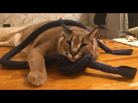 Big Floppa sometimes Made a Mistake : Caracal