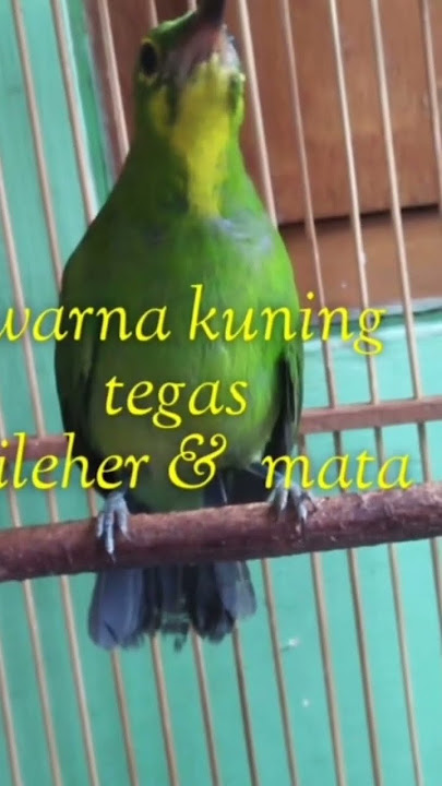 Ciri Cucak Ijo anakan Jantan # cucak ijo