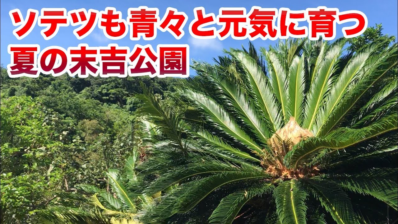 ソテツも青々と元気に育つ夏の末吉公園♬ - YouTube