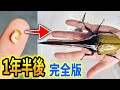 世界最大のカブトムシが羽化するまでの540日間をまとめました【2021年〜2022年】