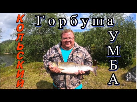 КОЛЬСКИЙ  ГОРБУША  УМБА !!! Девчонки облавливают!