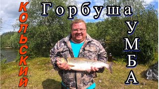 видео: КОЛЬСКИЙ  ГОРБУША  УМБА !!! Девчонки облавливают! картинка: КОЛЬСКИЙ  ГОРБУША  УМБА !!! Девчонки облавливают!