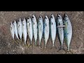 Mackerel fishing on Duo Ryuki 70sw Adriatic Sea (Selce)