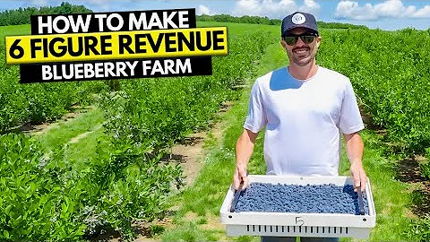 How To Start a Blueberry Farm Business