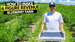 How To Start a Blueberry Farm Business by 6 Figure Revenue 133,898 views 9 months ago 23 minutes