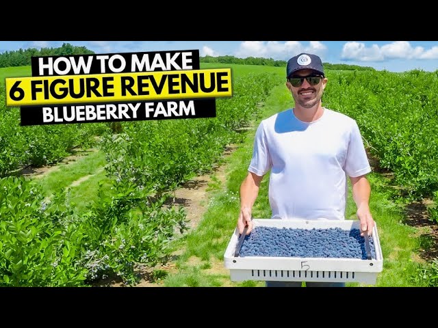 How To Start a Blueberry Farm Business class=