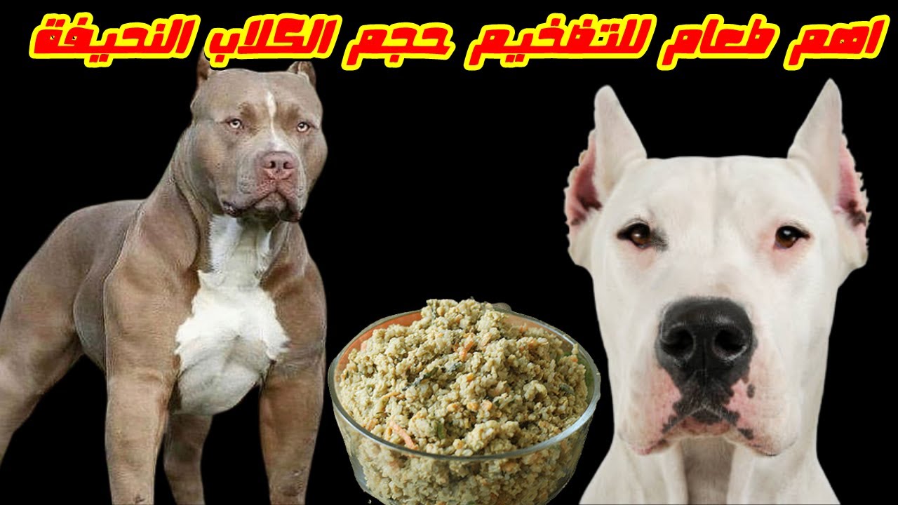 أفضل طعام للكلاب ,اهم طعام للتضخيم حجم الكلاب النحيفة,طعام الكلاب المفضل في مختلف مراحل عمرها