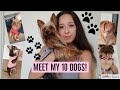 Meet My 10 Dogs / Babies!!