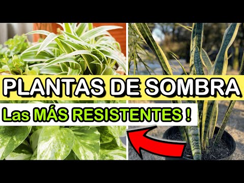 Video: Plantas de sombra para interior - Plantas tropicales de interior para sombra