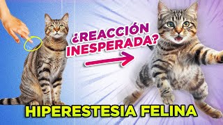 ¿GATOS especialmente SENSIBLES y NERVIOSOS? 🐱💢👈 | HIPERESTESIA FELINA o síndrome del gato nervioso by Mascotas y Familias Felices 16,702 views 3 months ago 13 minutes, 29 seconds